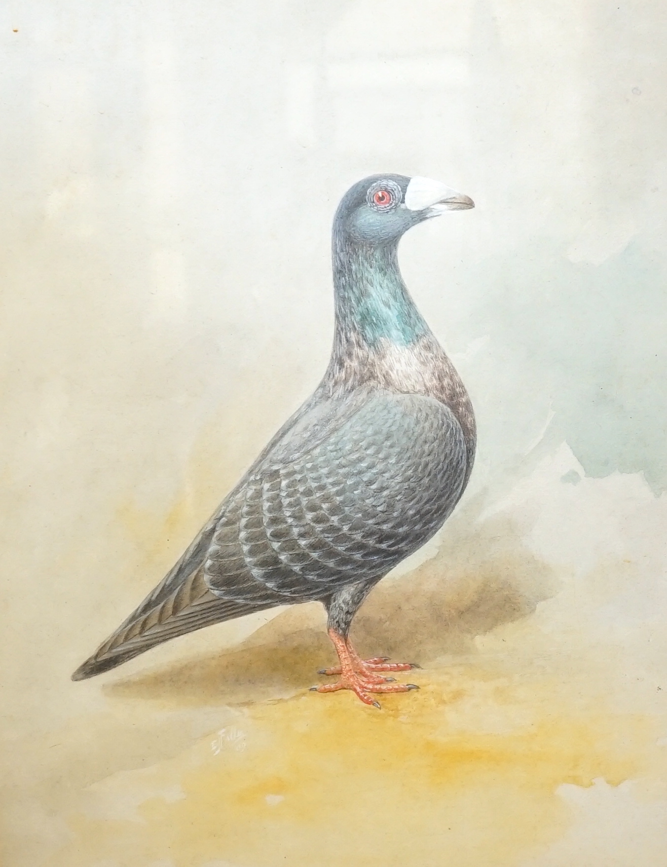 English School c.1900, watercolour, Portrait of the racing pigeon 'Lord Bobs' c.1909, 38 x 28cm